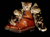 GifyAgusi.pl - _img_2018_04_16_obrazek-gif_koty_trzy koty i but.gif