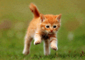 GifyAgusi.pl - _img_2018_04_13_gify-i-obrazki_kot biegnie.gif