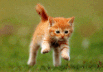 GifyAgusi.pl - _img_2018_04_13_gify-i-obrazki_kot biegnie.gif