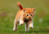 GifyAgusi.pl - _img_2018_04_13_gify-i-obrazki_kot biegnie.gif
