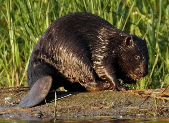 bóbr.JPG